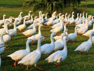 El día en que Francia sacrificó a 800.000 patos para evitar una pesadilla aún mayor: otra pandemia aviar