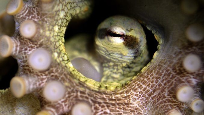 No lo llames «pulpo», llámalo «lengua gigante que lame todo lo que toca». La ciencia lo tiene claro
